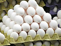 Egg Industry Main